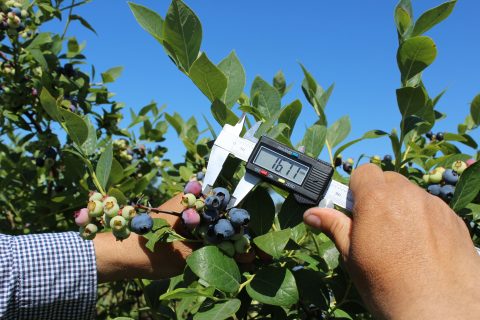 Agronomía UdeC dictará III Diploma en Producción de Berries