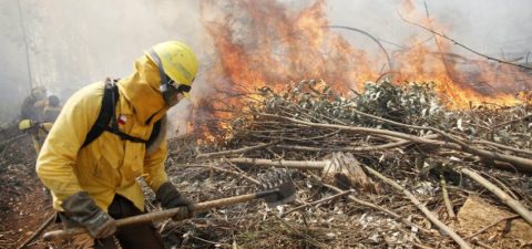 Eula UdeC inicia plan de acción frente a futuros incendios forestales