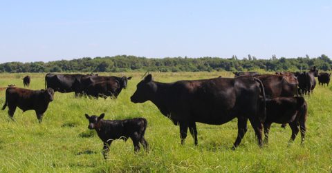 Especialistas abordaron ventajas de nuevas técnicas reproductivas para la ganadería